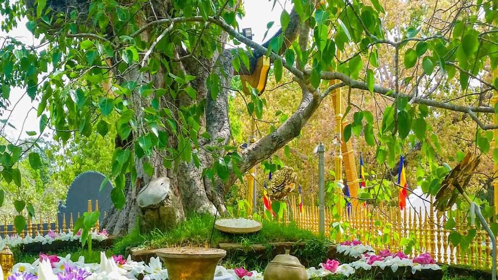 Anuradhapura | Sri Lanka | Deyo Tours