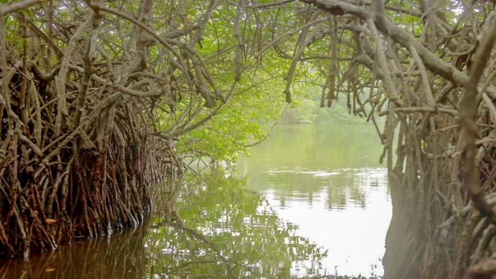 madu river boat ride Mangroves